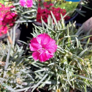 Klinček sivý - Dianthus Gratianopolitanus 'RUBIN', kont. C1L